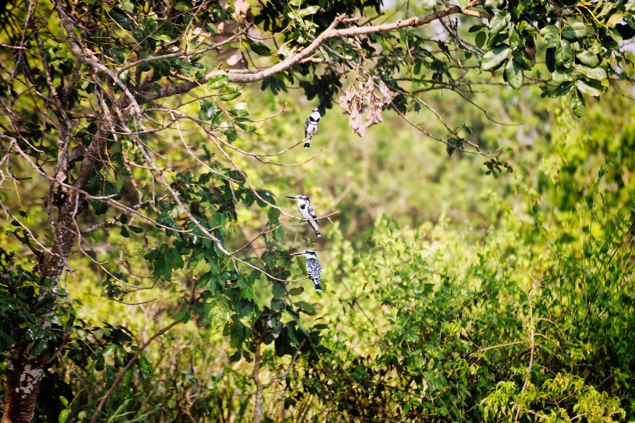 Twiga Safari Lodge Paraa 외부 사진